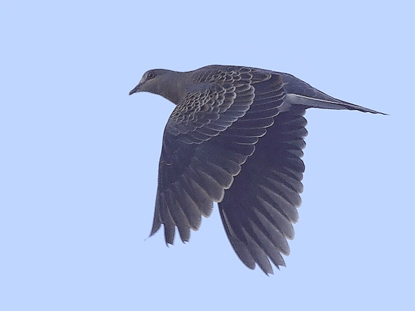Idänturturikyyhky, Oriental Turtle Dove, Streptopelia orientalis